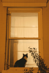 A happy cat in the Logan Circle neighborhood. (Photo by Luis Gomez, One Photograph A Day.)