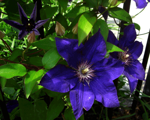 A purple clematis on the 1400-block of T Street NW. (Photo: Luis Gomez.)